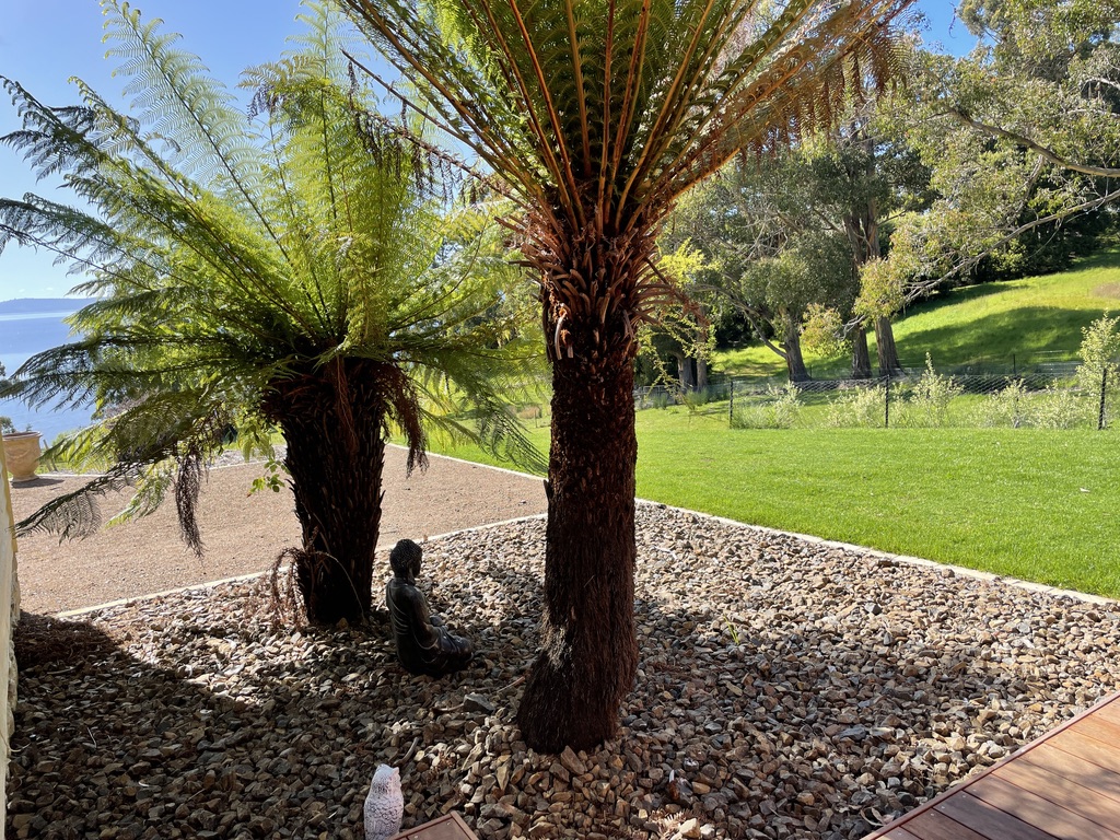 Tree fern garden with water views — The Cottage at Flowerpot, Southern Tasmania